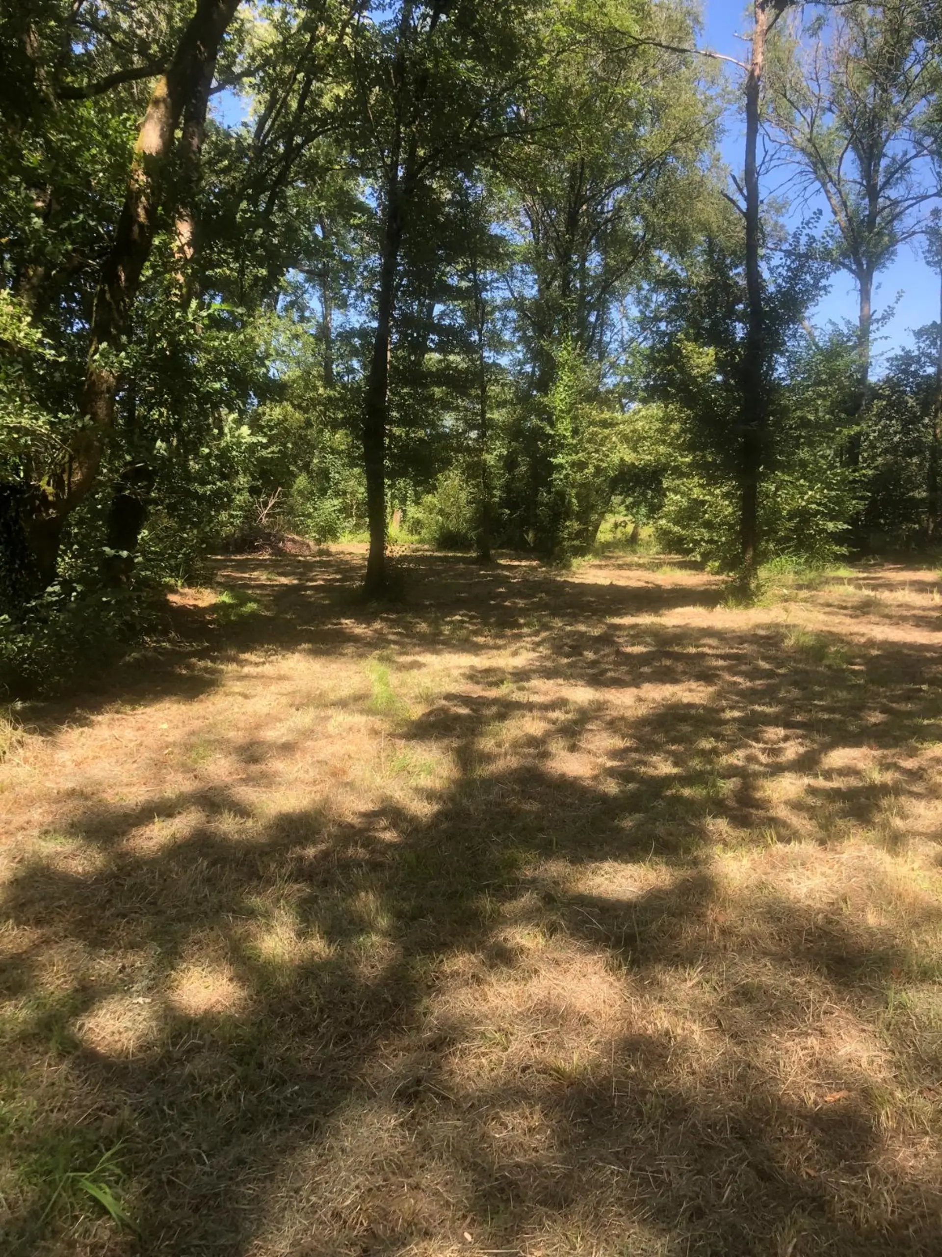Clairière dans le sous-bois