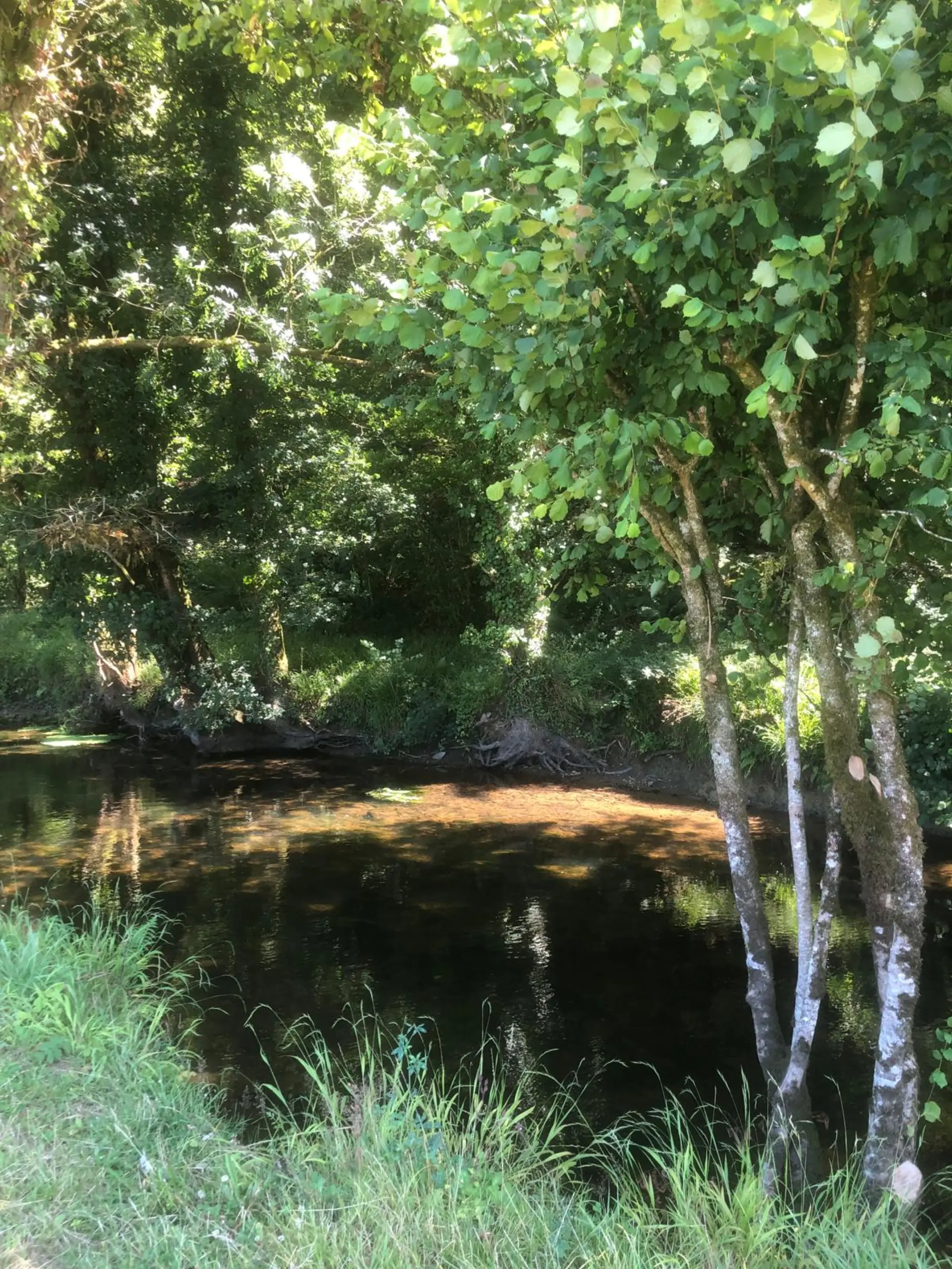 Rivière du Dourdu avec reflets dorés et bouleaux en automne