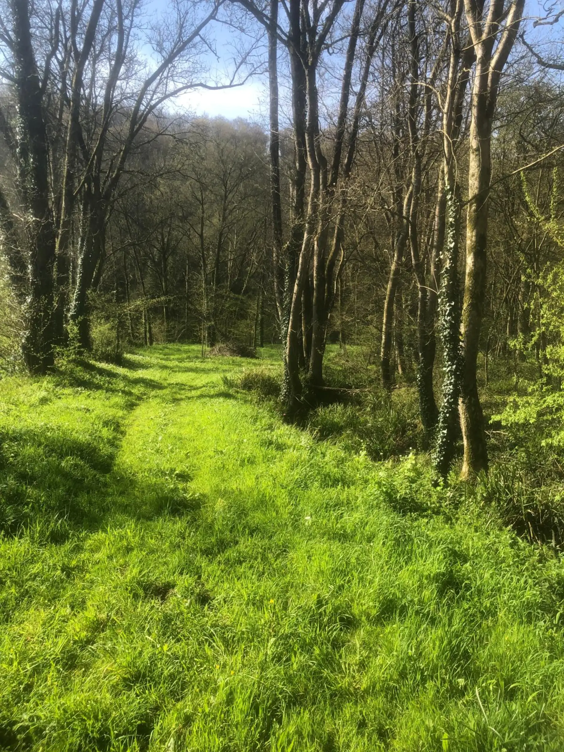 Sentier verdoyant en sous-bois